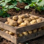 Comment réussir la plantation des pommes de terre ?